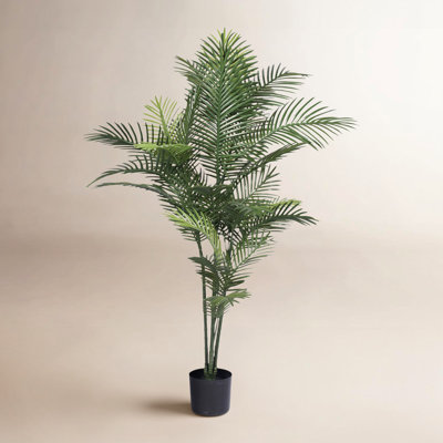 60" Robellini Palm Tree in Pot
