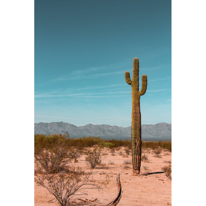 Cactus In Arizona USA by Ozkan Kara - Wrapped Canvas Print, 30.48cm H x 20.32cm W