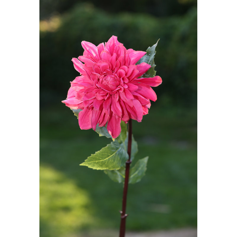 Dahlia, Dark Pink