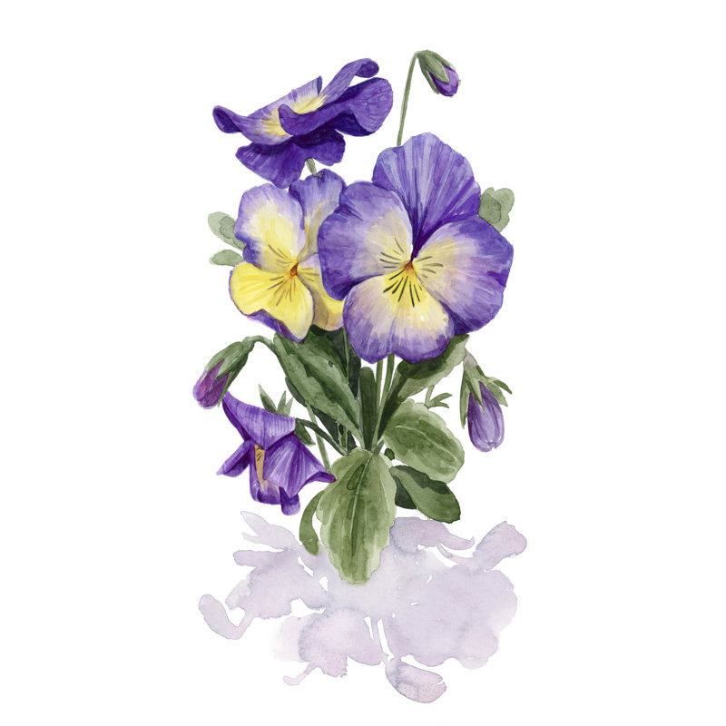 Viola Pansies II - Painting, 76cm H x 51cm W, Wrapped Canvas