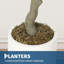 152cm Plant