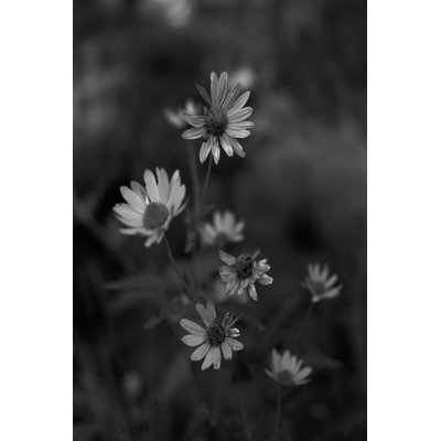 Taneha Black Eyed Susans by Tony Smith - Wrapped Canvas Photograph
