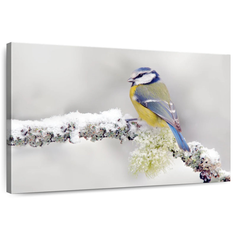 Crowle Blue Tit Songbird, 34" H x 51" W