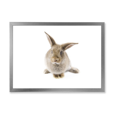" Black And White Rabbit Ii "