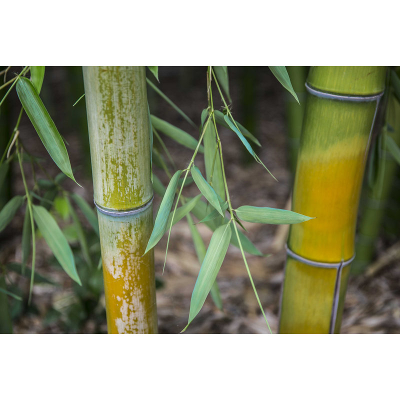 " Bamboo Study " by Barbara Markoff, 8" H x 12" W