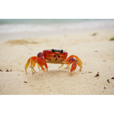 Crab Animals Beach Barbados by Maakoora - Wrapped Canvas Print