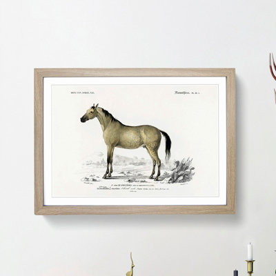 Horse Illustration PL.10a by Charles d'Orbigny - Picture Frame Painting Print