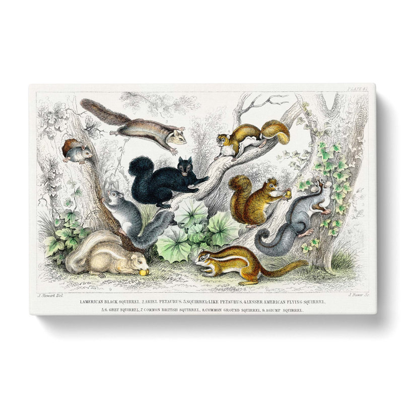 Collection Of Squirrels by Oliver Goldsmith - Wrapped Canvas Painting, 35cm H x 50cm W x 3cm D