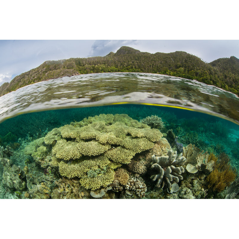 Shallow Coral Reef by Velvetfish - Wrapped Canvas Print, 30cm H x 46cm W