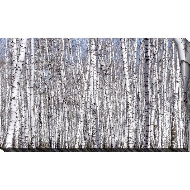 « birching environ 2 », reproduction de photo sur toile tendue, H 24 po x l 40 po x P 1 po