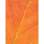 Autumn Leaf Print by Philippe Monthoux-65800499-65800501-106870021