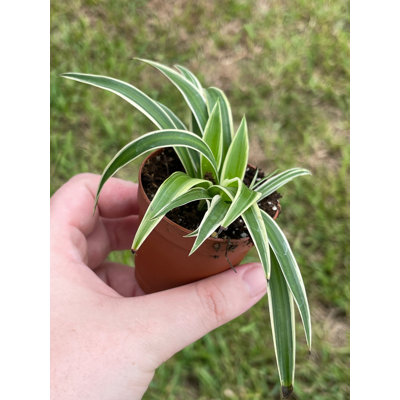 Spider Plant Chlorophytum Comosum In A 2 Inch Pot