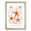 Star Fish Varieties by Albert I - Framed Print-55615622-55615625
