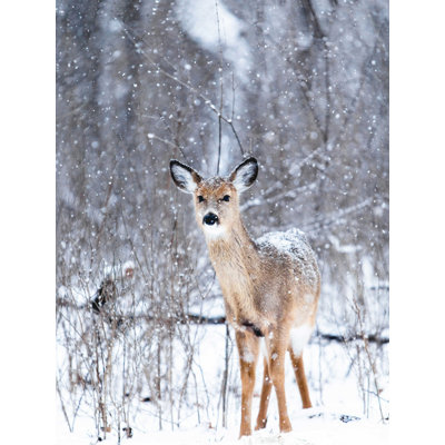 Cerf enneigé se promenant
