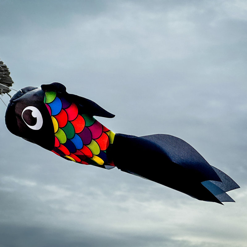 Manche à poisson 15 po, Noir et arc-en-ciel
