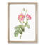 Anemone Rose In Pink by Pierre-Joseph Redoute - Single Picture Frame Painting-55544817-55544815