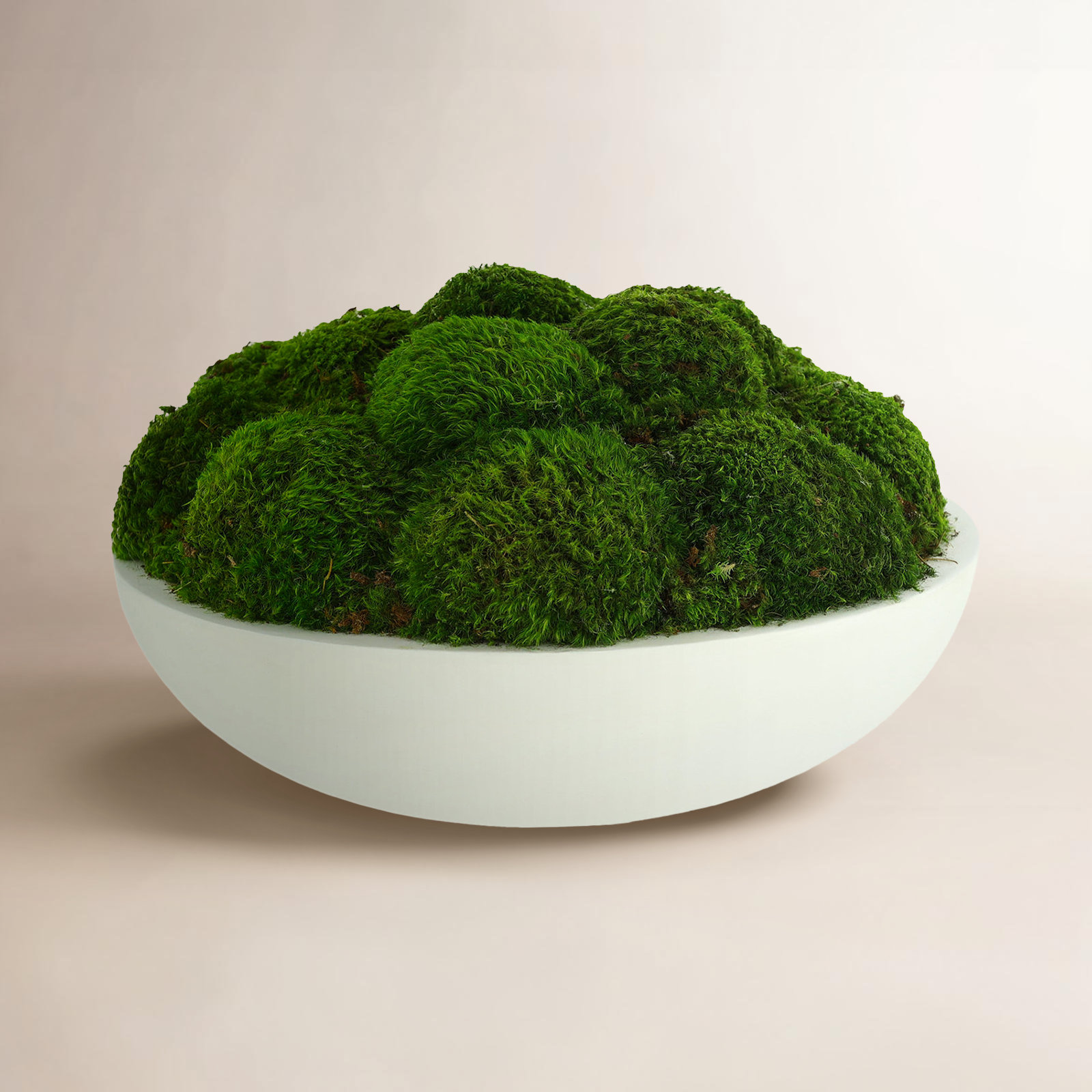 Moss Plant in Planter, 10" H x 18" W x 18" D