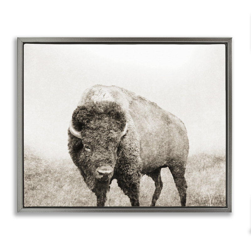 «Bison Distress Portrait», art mural sur toile par Dan Meneely, Cadre flottant gris lustré, H 25 po x l 31 po x P 1,7 po