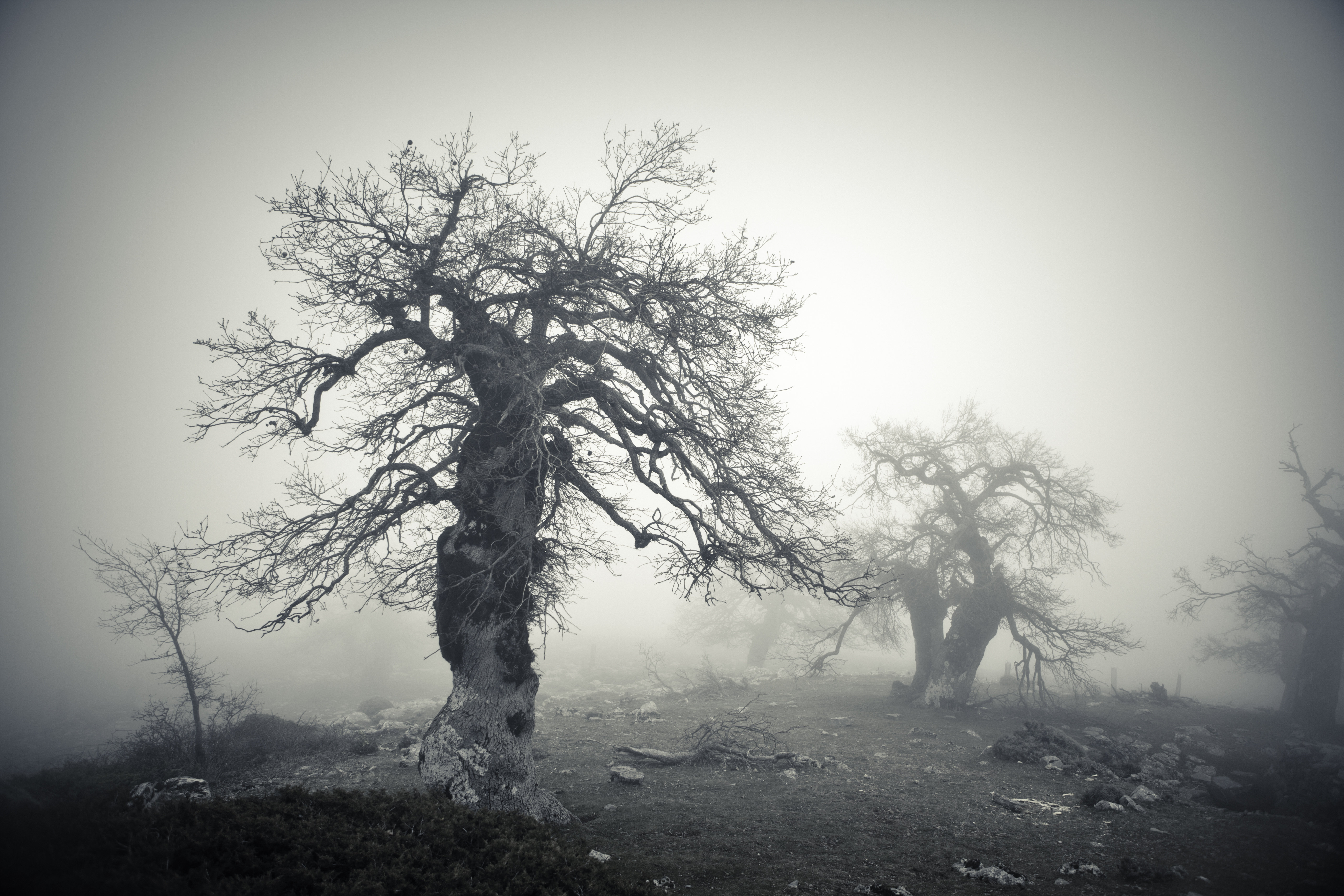 Kalituse Tree Latitude Run Neylandville Bare Trees in Fog - Wrapped Canvas Photograph ...