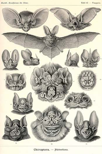 « bats » par ernst haeckel-impression d’art graphique, H 66 po x l 44 po x P 1,5 po