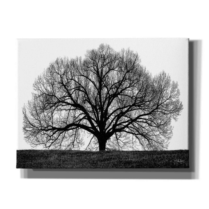 «The Tree On Canvas» par John Jones, reproduction, H 12 po x l 16 po x P 0,75 po