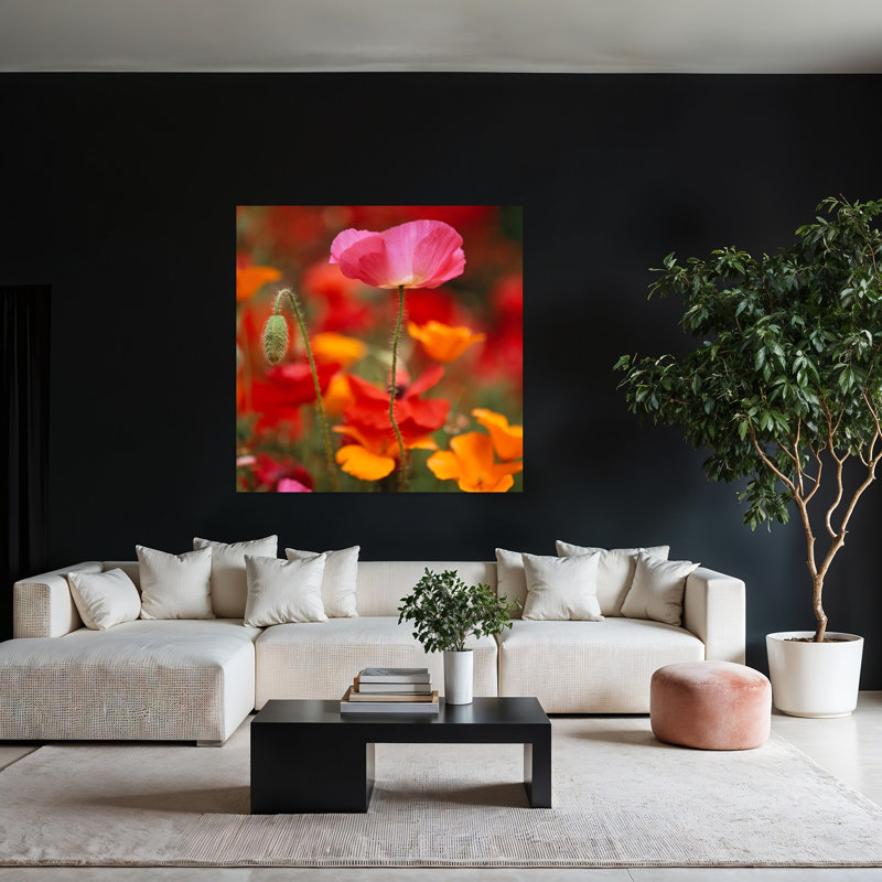 Iceland Poppies Papaver nudicaule in a field Fidalgo Island Washington State USA 1 Piece Wrapped Canvas Wall Art