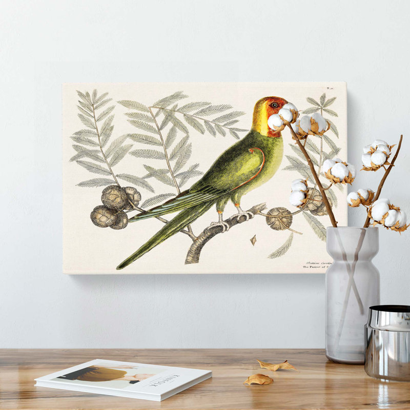 Parrot Of Carolina by Mark Catesby - Wrapped Canvas, 60cm H x 91cm W x 3cm D