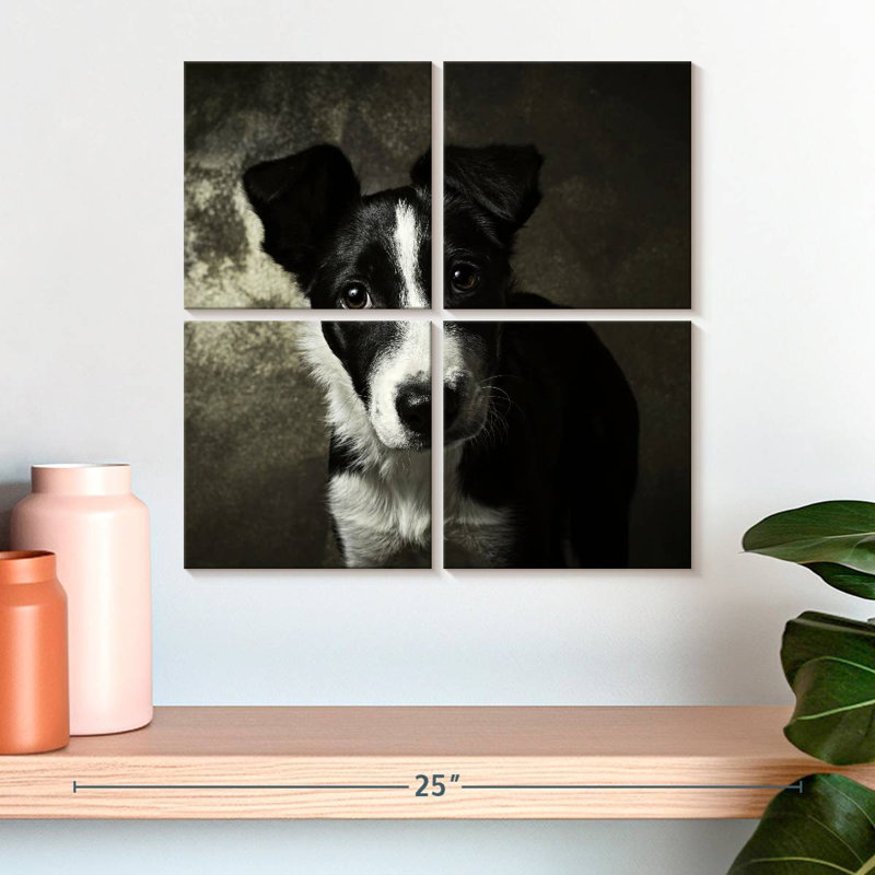 Chiot Border Collie de Brampt, H 18 po x l 18 po