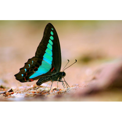 Tarrington Common Bluebottle by Khlongwangchao - Wrapped Canvas Print