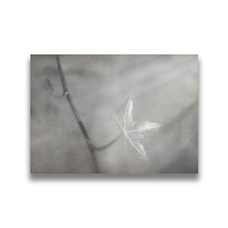 Jeune feuille dans les rayons du soleil, noir et blanc par Hal Halli. Impression sur papier - Montée et encadrée avec de l'acrylique transparent