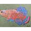 Turtle Print by Sue Graef-70852852-70853356
