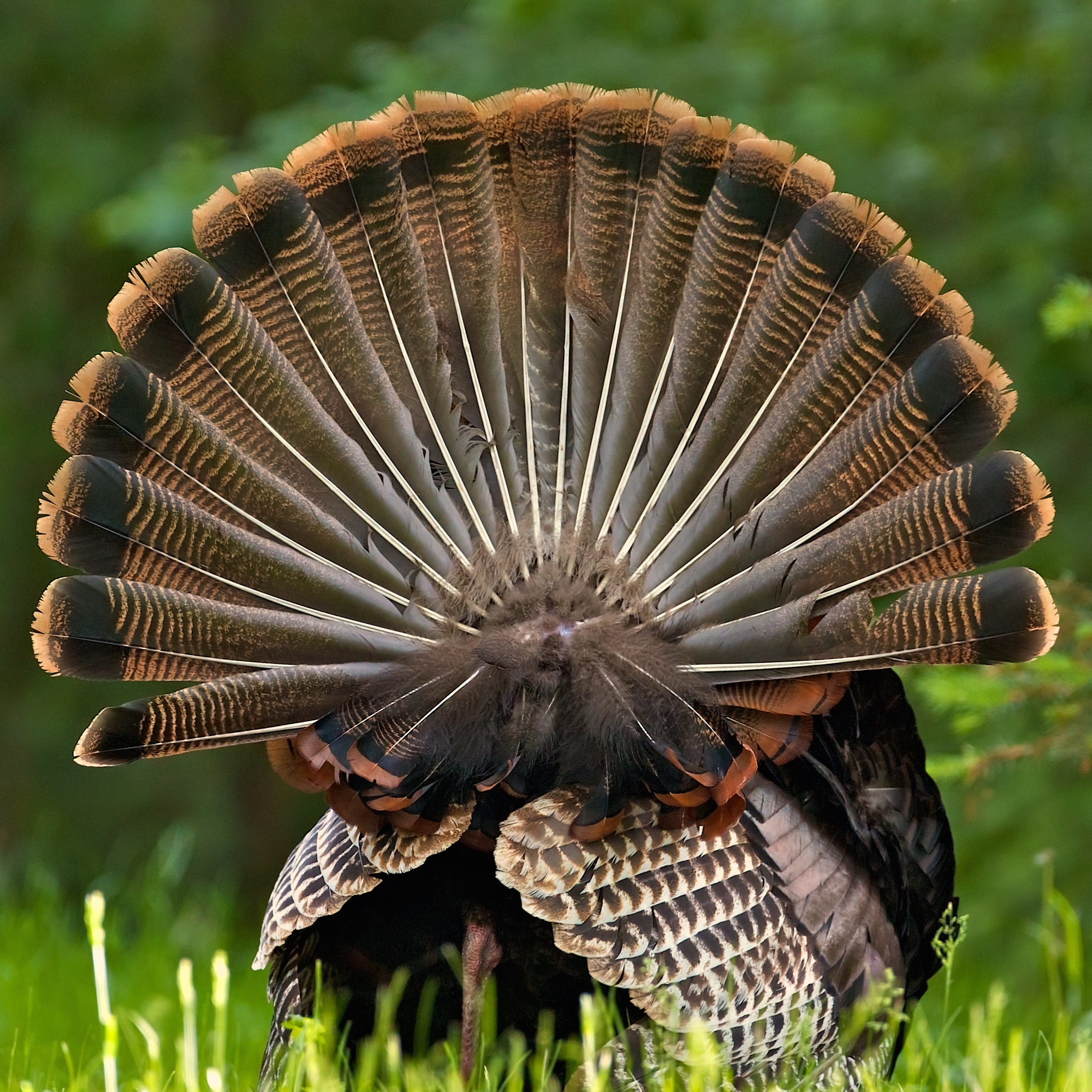 Rear View of Single Wild Turkey with Full Tail Feathers - Wrapped Canvas Photograph Ebern Designs Size: 12 W x 12 H