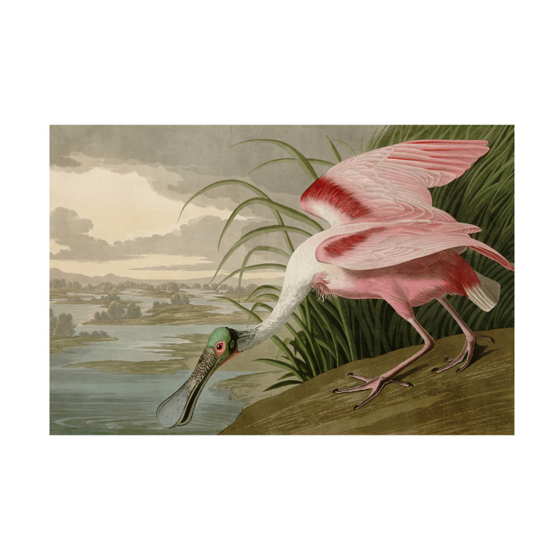 «Spatule rosée» par John James Audubon - reproduction sur toile, H 16 po x l 24 po x P 2 po