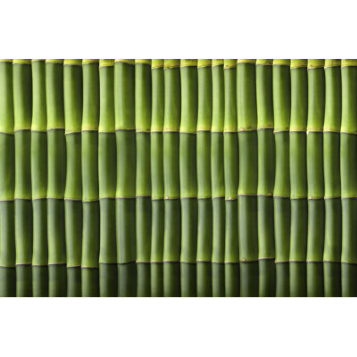 Natural Bamboo Seamless Wall Pattern by Apomares