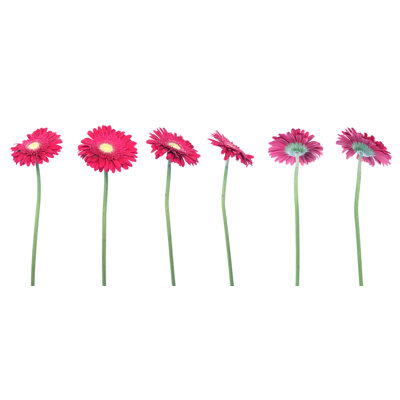 " Red Flower Rotated On White "