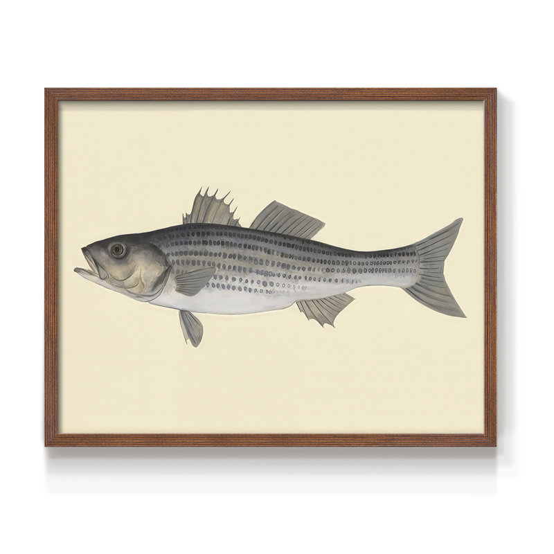 Saltwater Species I -Framed Print - Restickable, H 22 po x l 28 po, Noyer