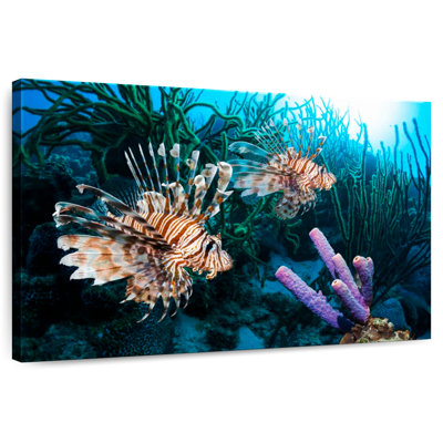 Brampt Atlantic Ocean Lionfish