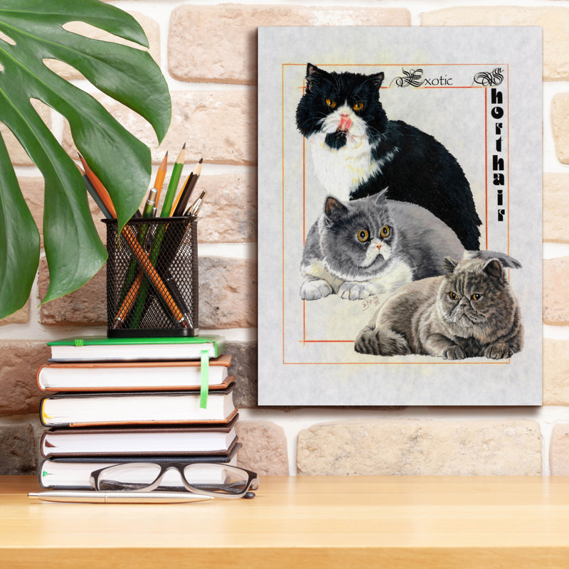 Exotic Shorthair par Barbara Keith, H 16 po x l 12 po x P 0,75 po