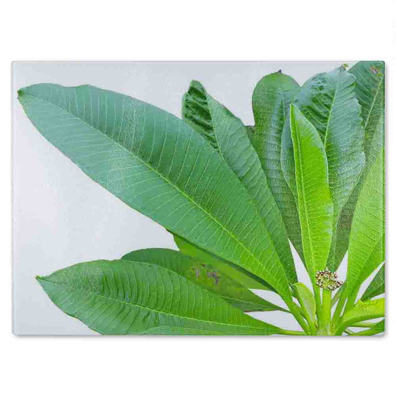 Collection Of Leaves On White Glass Chopping Board