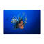Art mural sur toile tendue - Barathieu Gabriel «Poisson-lion» pour décoration de salon, de chambre à coucher ou de bureau - 16 x 24-30316107