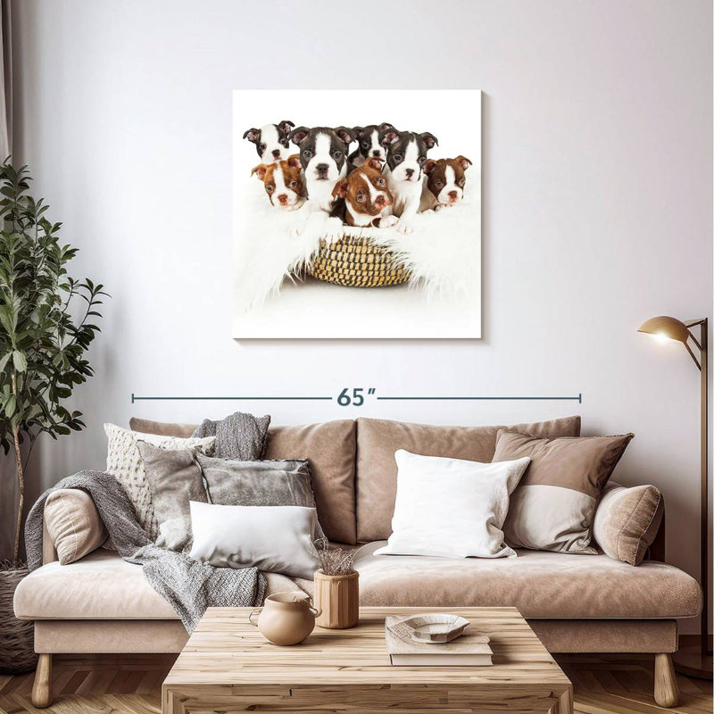 Panier pour chiots Brampt Boston Terrier