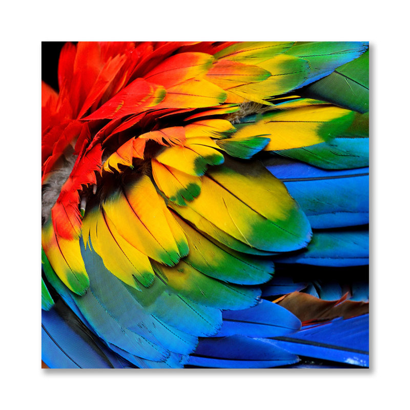 Rainbow Feathers Two Print, Plastic/Acrylic, 36" H x 36" W x 1.5" D