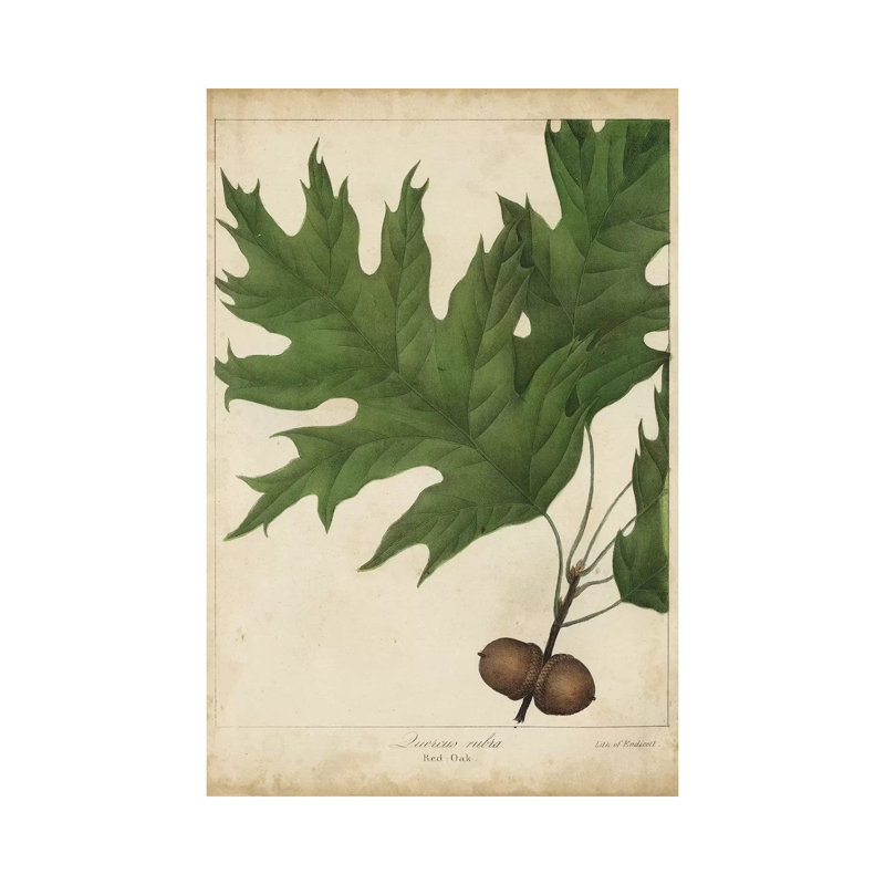 Oak Leaves & Acorns II by John Torrey - Wrapped Canvas Print, 20.32 cm H x 30.48 cm W