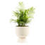 Parlor Palm Tree in Ceramic Planter