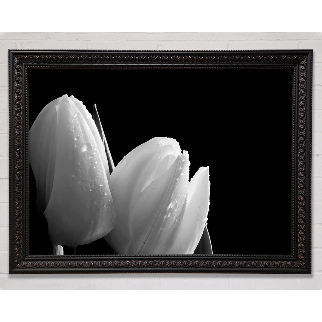 Silver And Silver Tulip Beautys - Einzelner Bilderrahmen Kunstdrucke