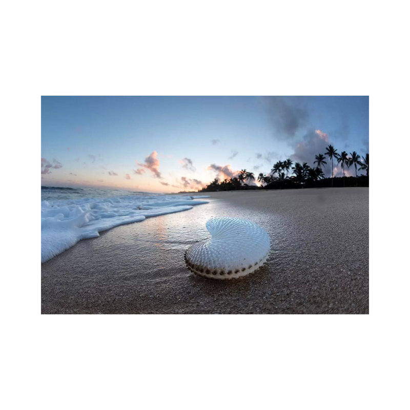 Paper Nautilus Palms by Sean Davey - Wrapped Canvas Gallery-Wrapped Canvas Giclée, 20.32 cm H x 30.48 cm W