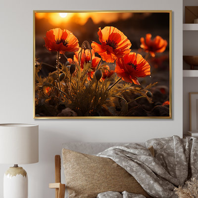 Coucher de soleil coquelicots dans la prairie
