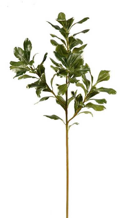 PITTOSPORUM STEM