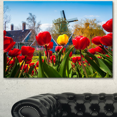 " Tulips In The Netherlands Village "