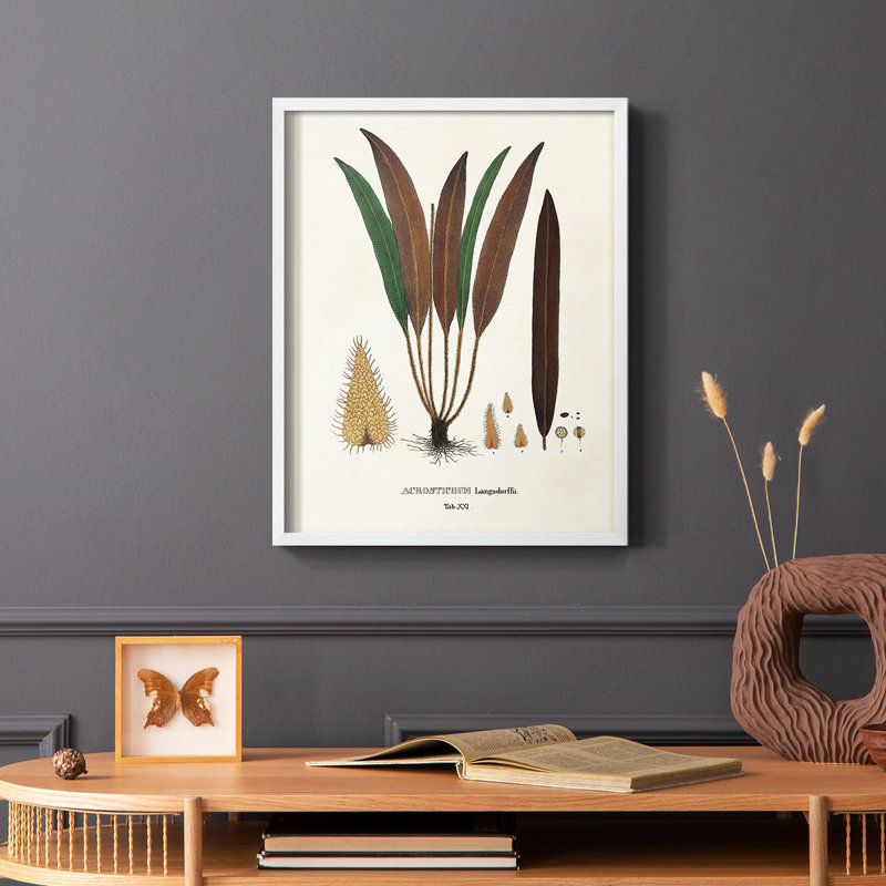 Botanical Society Ferns I, reproduction encadrée - bois massif, Blanc, H 14 po x l 11 po